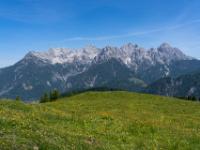 Bergblumenwiese mit Loferer Steinberge